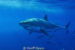 Great White lounging off of Gaudalupe Island. by Geoff Davis 